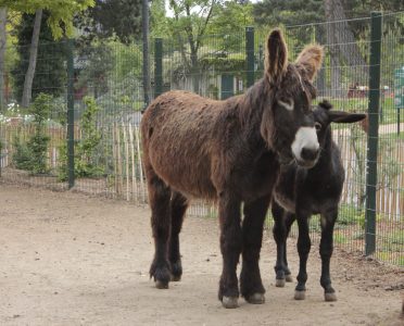Zoo