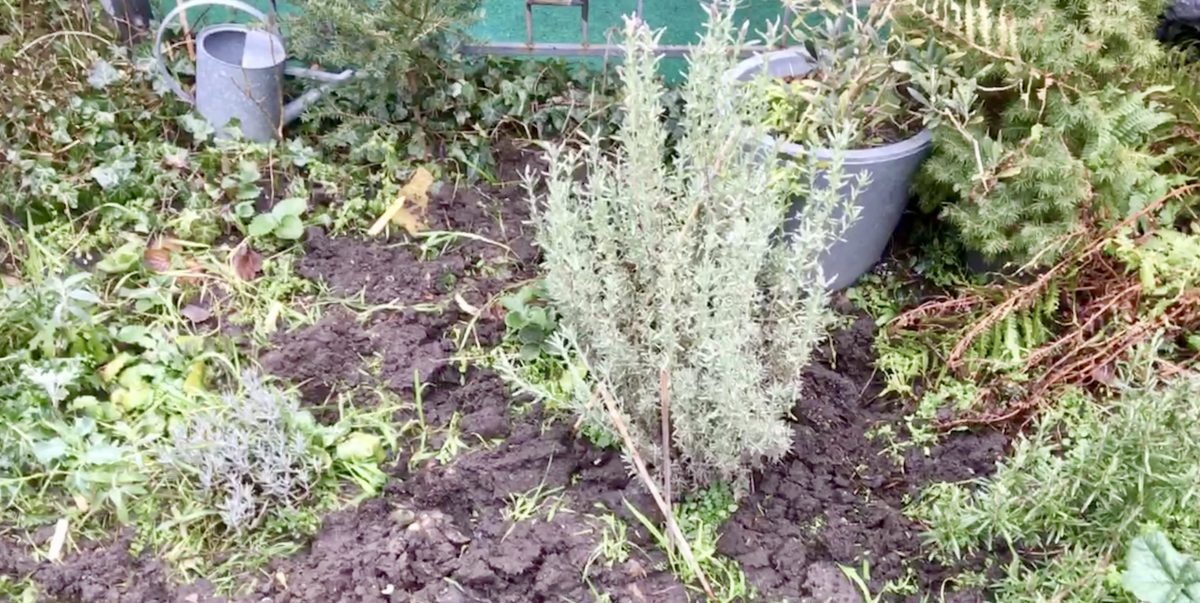 Tuin
