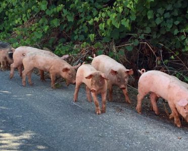 Varkens